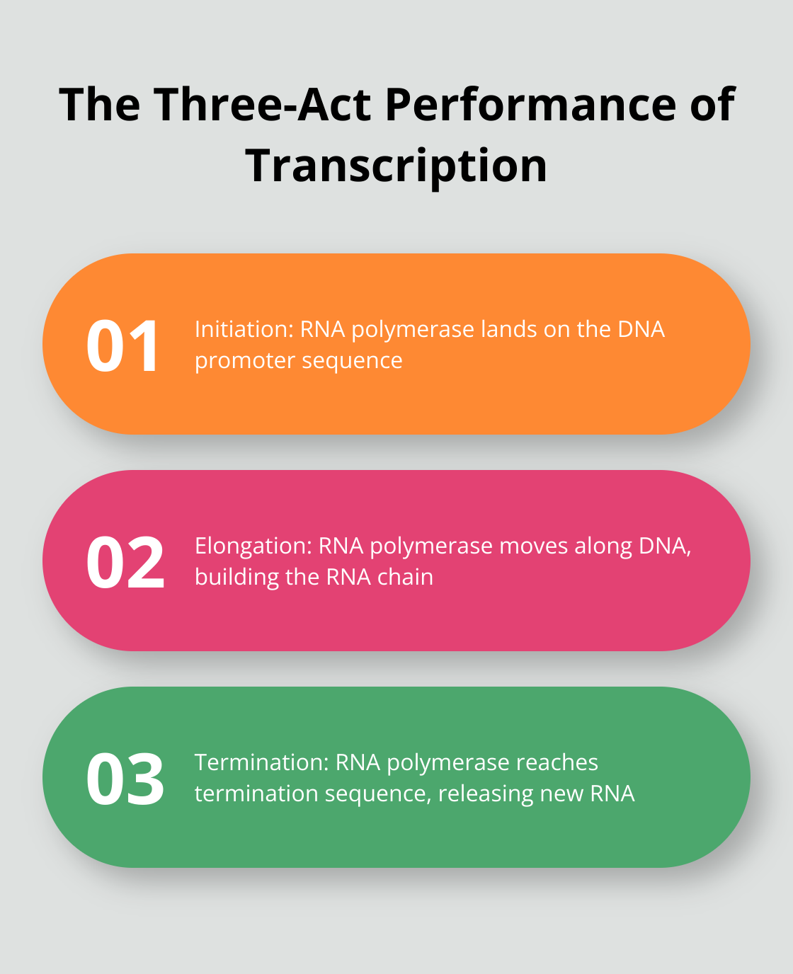 Infographic showing the three main steps of transcription: Initiation, Elongation, and Termination - what is transcription genetics