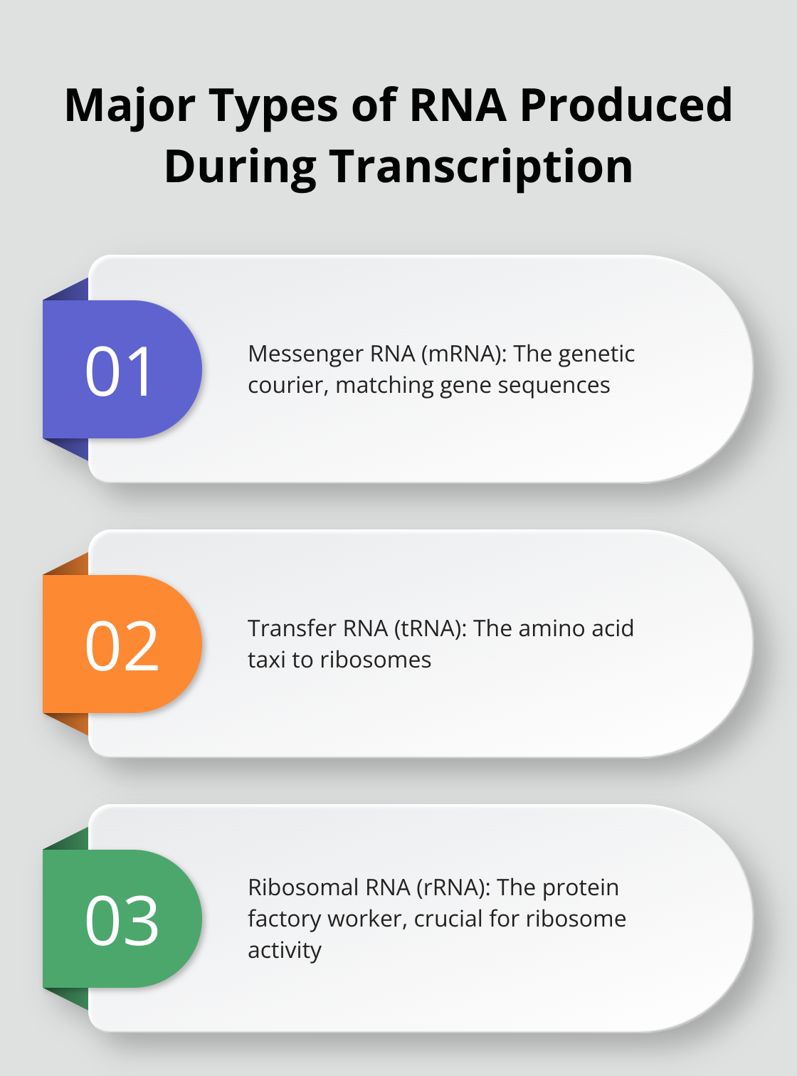 Infographic displaying the three major types of RNA: Messenger RNA (mRNA), Transfer RNA (tRNA), and Ribosomal RNA (rRNA)