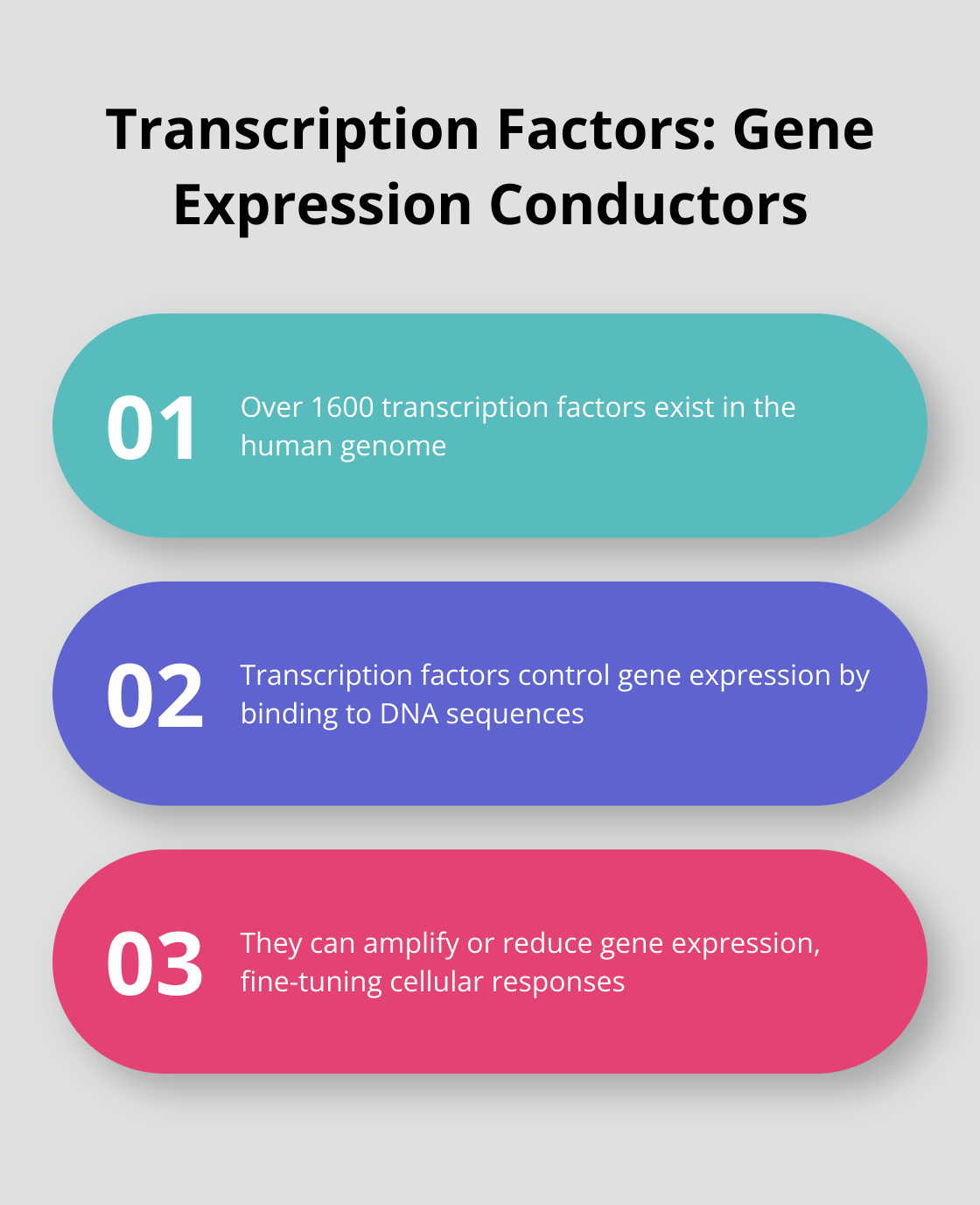 Infographic highlighting key facts about transcription factors in gene expression - what is transcription genetics