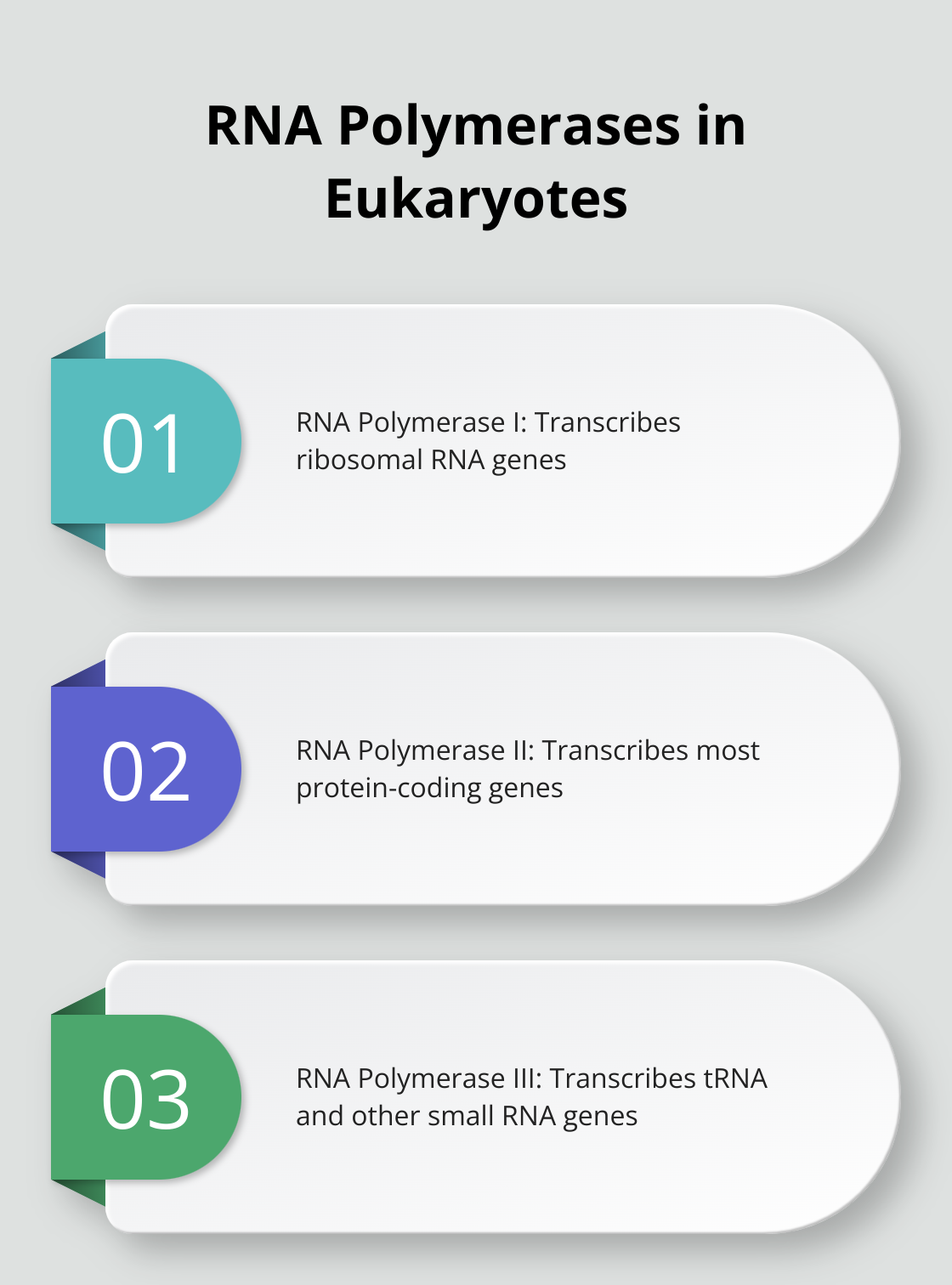 Chart showing the three types of RNA polymerases in eukaryotes - what is transcription in biology