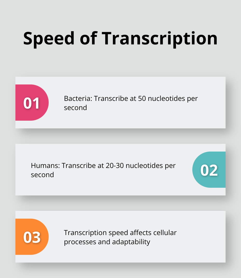 Chart comparing the speed of transcription in bacteria and humans - what is transcription in biology