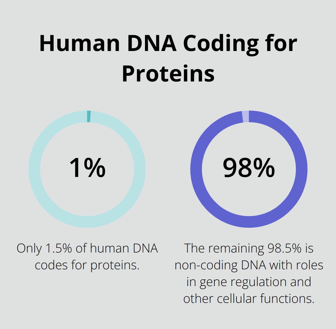 Pie chart showing that only 1.5% of human DNA codes for proteins, while 98.5% is non-coding DNA - process of transcription biology