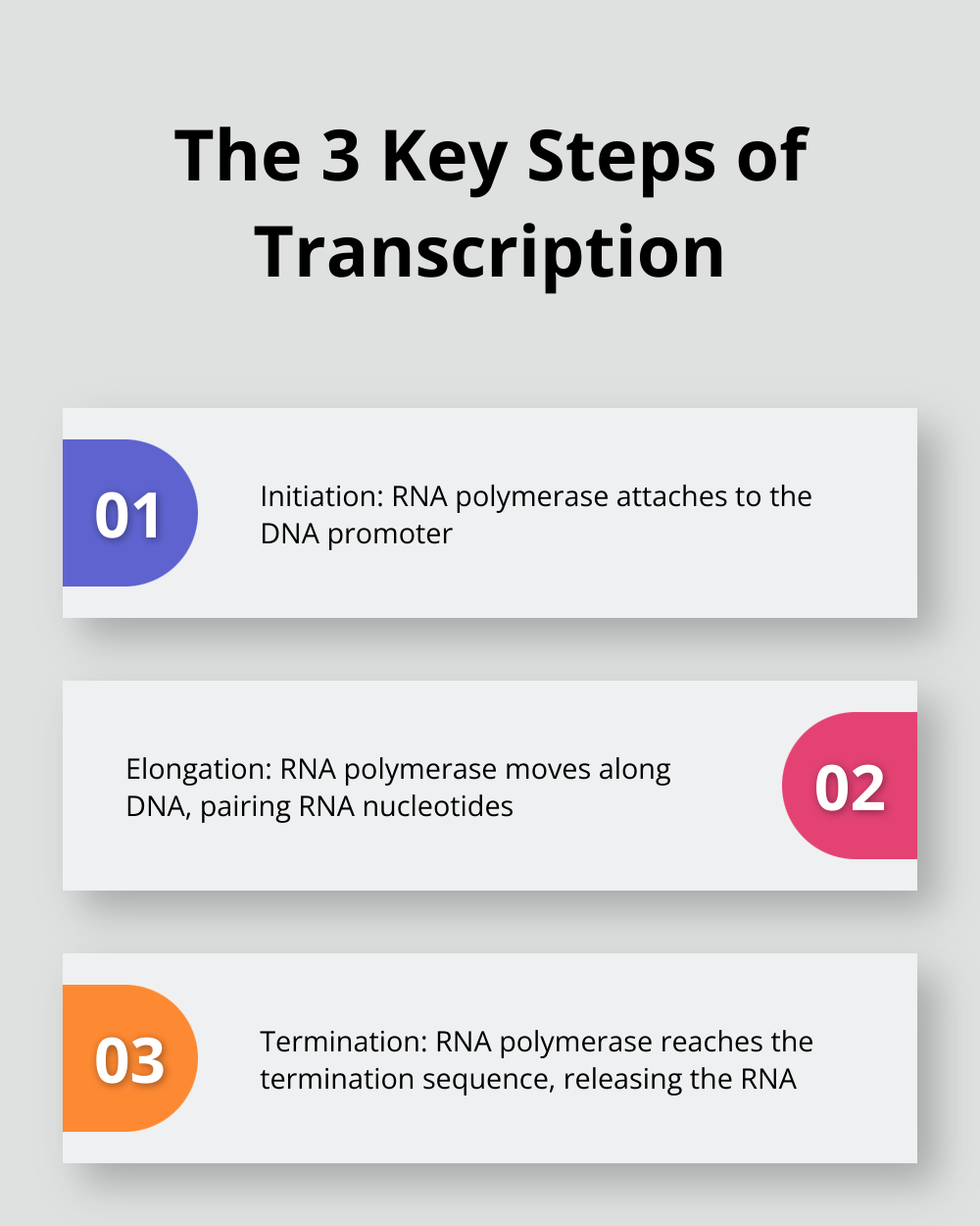 Infographic showing the three main steps of transcription: Initiation, Elongation, and Termination - transcription and reverse transcription