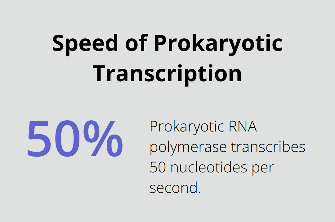 Chart showing that prokaryotic RNA polymerase transcribes 50 nucleotides per second - transcription in prokaryotes