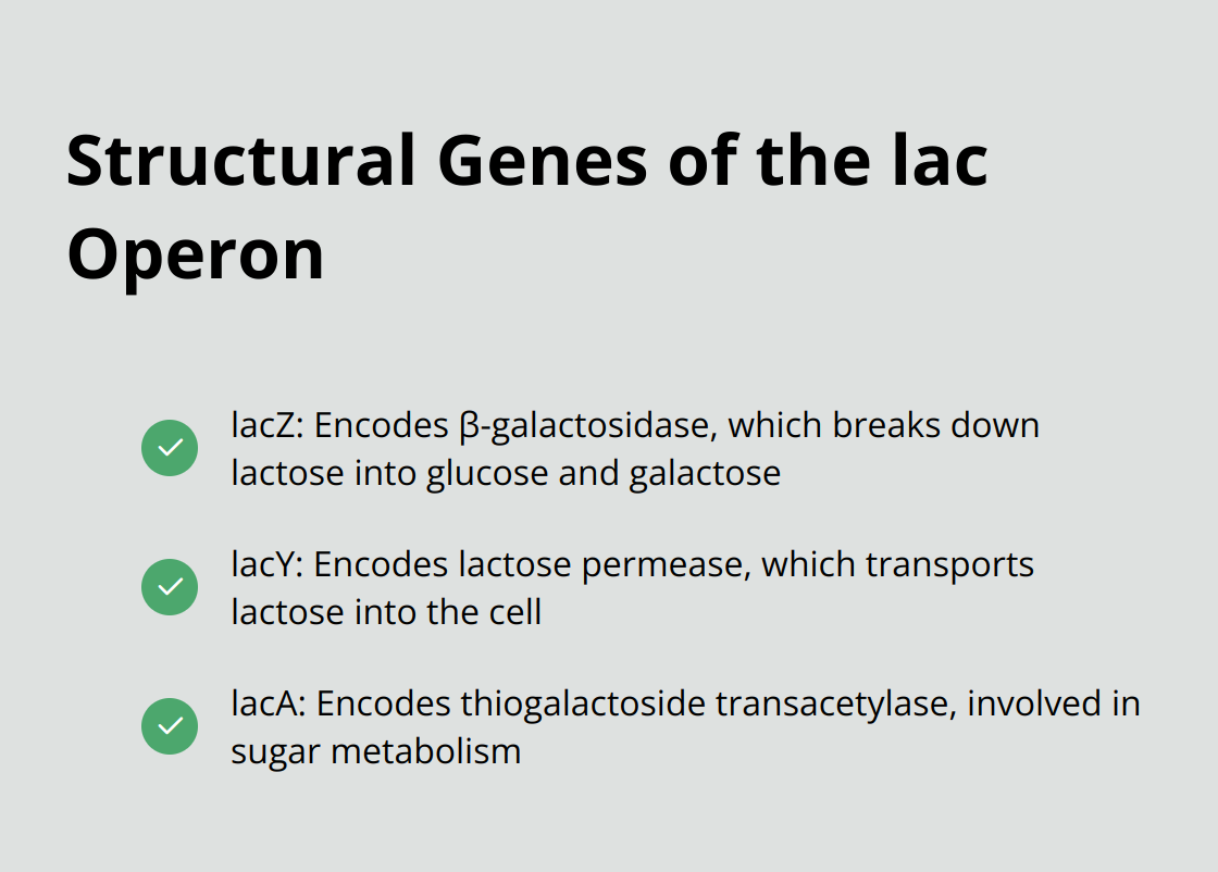 Checkmark list showing the three structural genes of the lac operon: lacZ, lacY, and lacA - transcription in prokaryotes