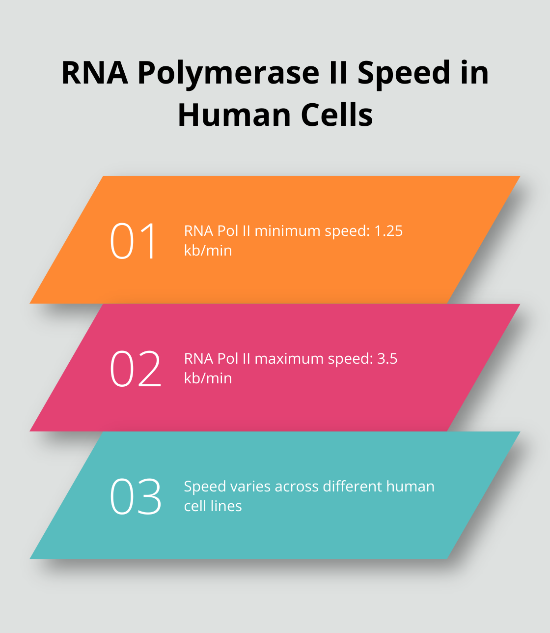 Chart showing RNA Polymerase II speed range from 1.25 to 3.5 kb/min in human cell lines - transcription vs translation biology