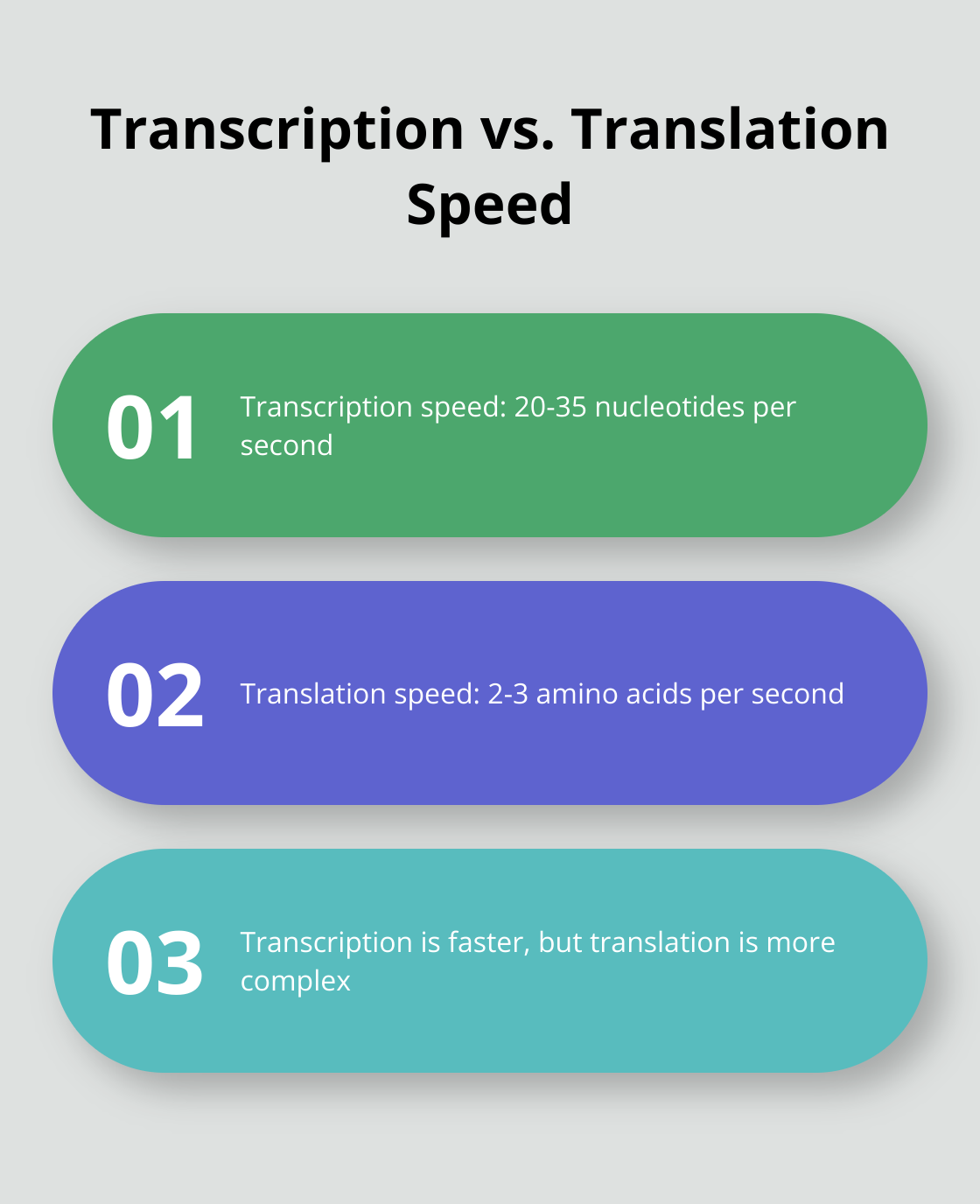 Chart comparing the speed of transcription (20-35 nucleotides per second) to translation (2-3 amino acids per second)
